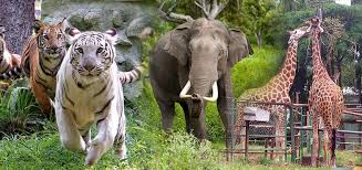 Kerala Wildlife Tour Packages | call 9899567825 Avail 50% Off
